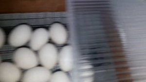 Инкубация мускусных уток.33 день.Проклев.