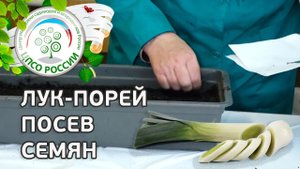 Посев семян лука-порея. Лук-порей выращивание из семян.