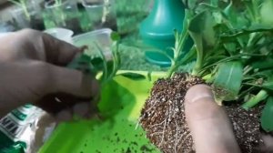 ТАК ЛЕГКО можно РАЗМНОЖИТЬ ЛЮБЫЕ ЦВЕТЫ 100% результат, укоренение черенков растений