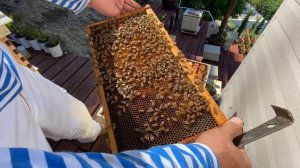 АВСТРАЛИЙСКИЙ УЛЕЙ - AUSTRALIAN Flow Hive 142