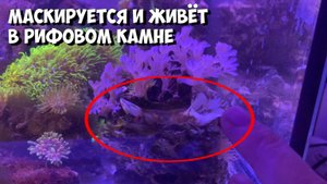 Нелегал в рифовом камне | Морской аквариум