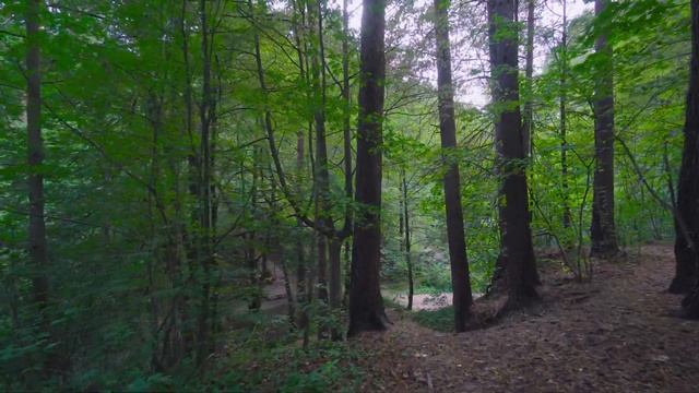 Walk in Moscow. Walk in the city forest park. ? Прогулка в московском лесопарке. смотреть онлайн