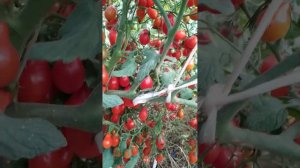 Супер помидорки,  Мегагрон или Козула 14. Очень урожайные черики.