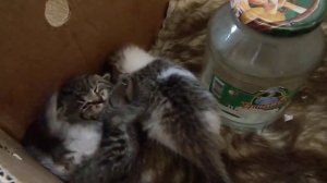 кормить котят, кошка бросила котят, как самому накормить котят.