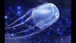 Самые Опасные Медузы В Мире