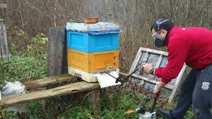 Обработка пчел от клеща осенью | Карамультук Башкирский