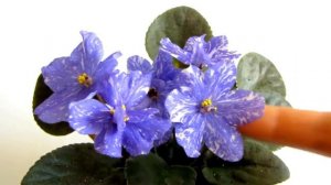 Фиалка Rainbow's Quiet Riot (Рэйнбэу Квайэт Райэт). Фиалка. Стандарт. Юлия Датта