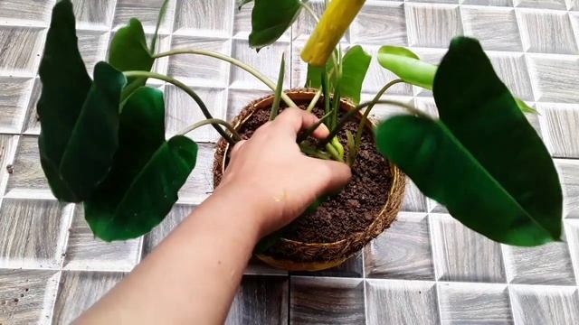 Philodendron burle marx | Plant care in indoor | Indoor gardening