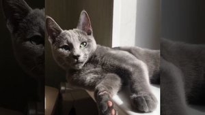 Русские Голубые котята! Русская Голубая кошка! Питомник Русских Голубых кошек Ruzara