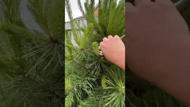 А что сосну можно стричь????