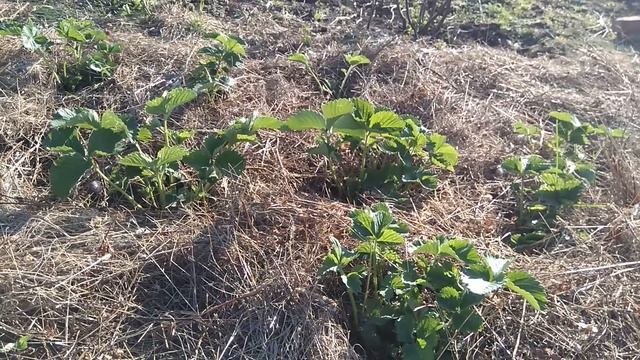МУЛЬЧИРОВАНИЕ КЛУБНИКИ СЕНОМ: коротко о главном