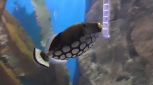 Аквариумная рыбка, спинорог крупнопятнистый клоун, Balistoides conspicillum, океанариум спб