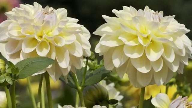 ЦВЕТЫ ГЕОРГИНЫ смотреть онлайн