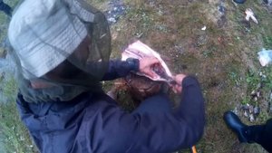 Как разделать щуку в походе? Как потрошить щуку? Я делаю это впервые!how to gut a pike?Хроники Тайг