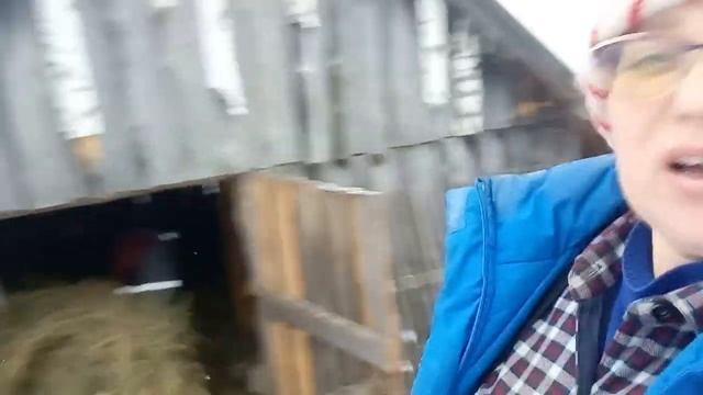 У нас сплошной позитив?  Зима, сено, коровы. #деревнянапозитиве