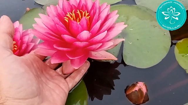 Нимфея WLK Red Grail (нимфея Красный Грааль), селекции Хох Константина питомник Waterlilia.ru смотреть онлайн