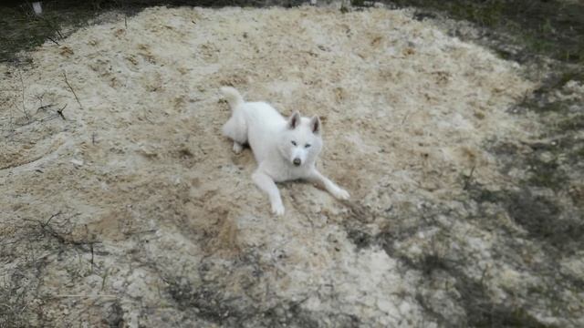 Белая Хаски! смотреть онлайн