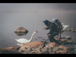 Baltic sea. Кумжа ушла на дальний кордон. Кормим лебедей.