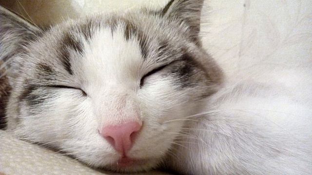 Умиротворяющее мурчание кошек.  Расслабляйся и засыпай вместе с кошками Релакс