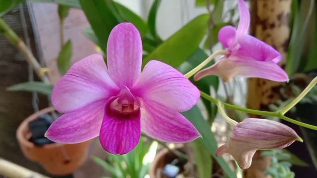 BIGIBBUM BLOOMING || Dendrobium Bigibbum