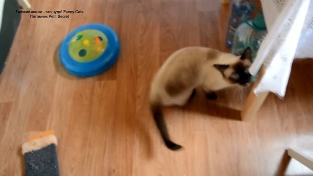 Улётное видео! Разговор о еде с тайским котом на даче! Тайские коши - это чудо! Funny Cats смотреть онлайн