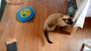 Улётное видео! Разговор о еде с тайским котом на даче! Тайские коши - это чудо! Funny Cats