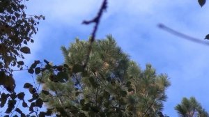 Тайга кедр / кедровая тайга