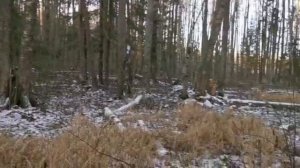 Первый опыт на загонной охоте на лося.