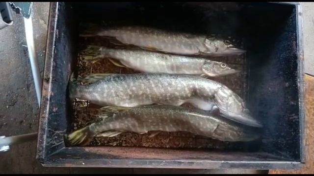 Копченая щука. ОТЛИЧНЫЙ РЕЦЕПТ ГОРЯЧЕГО КОПЧЕНИЯ