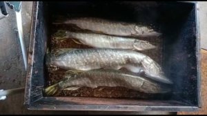 Копченая щука. ОТЛИЧНЫЙ РЕЦЕПТ ГОРЯЧЕГО КОПЧЕНИЯ