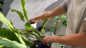 Crocodile fern Microsorum musifolium crocodyllus care and propagation