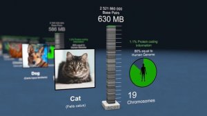 Genome Comparison