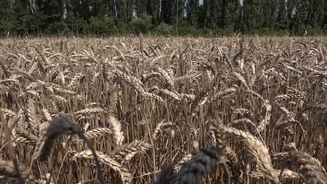 В Северском районе идёт уборочная кампания смотреть онлайн