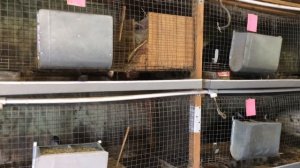 Как узнать, что крольчиха беременна, один из методов!