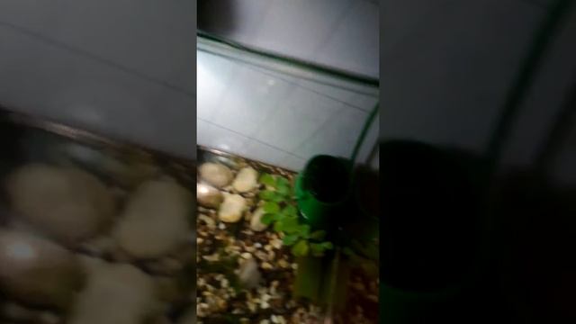 Уход и содержание красноухой черепахи. смотреть онлайн