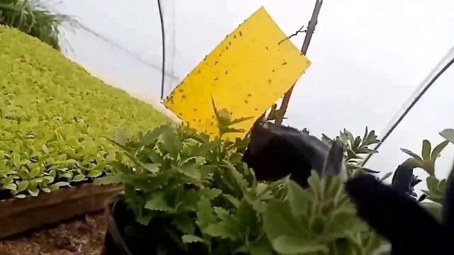 Вегетативная петуния #петуния #вегетка смотреть онлайн