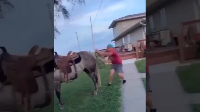 Не когда не подходите к лошадям сзади! сила удара достигает 500-600 кг смотреть онлайн