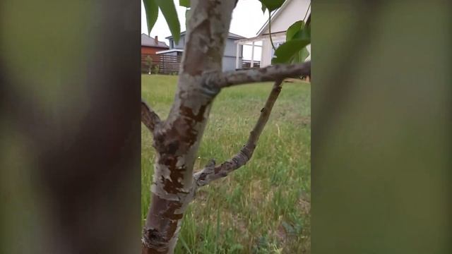 ✅ Как быстро защитить деревья от тли и муравьев. Проверенный способ! смотреть онлайн