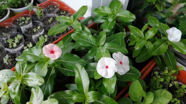 Весна на пороге .Зацвела петуния и катарантус.#петуния#катарантус