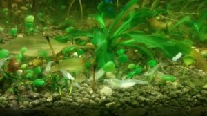 Креветка Белая Жемчужина ( креветка Снежинка)