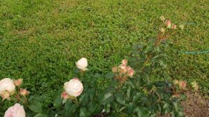 Розы в Подмосковье.Пюр Блонд, Кахала, Вувузела,Анжи Романтика, Викториан Эйнджел,Гарден Спирит и др