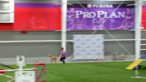 Zoom novice fast Q saluki national