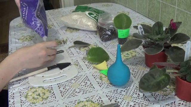 Размножение фиалки (сенполии) смотреть онлайн