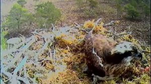 Asus 1035 EJ take-off