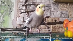 Попугай корела поет песенку.