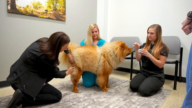 Behavior Service - Vaccination and Blood Draw смотреть онлайн