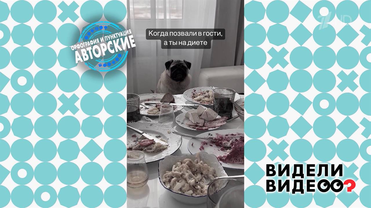 Мопс у праздничного стола. Видели видео? Фрагмент выпуска от 03.09.2023