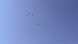 Смотреть всем! АСД 2. Торцовые голуби