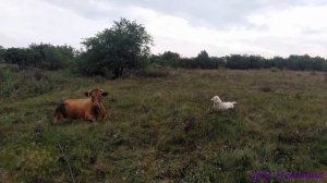 Собака Белль Маремма знакомится с коровой. Belle Maremma's sheepdog meets a cow.