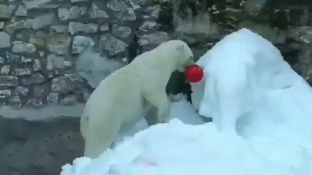 МЕДВЕдИца ТОМПА МОСковский зОоПарк?Bear Tompa Moscow Zoo? смотреть онлайн